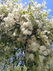 Clematis montevidensis