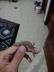 Hemidactylus frenatus