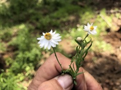 Rhodanthe anthemoides