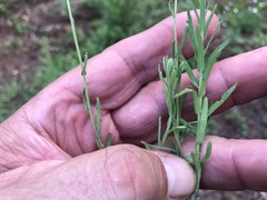 Rhodanthe anthemoides