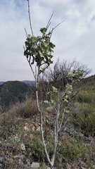 Malacothamnus davidsonii