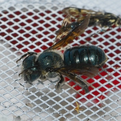 Osmia chalybea