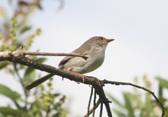 Malurus cyaneus cyanochlamys