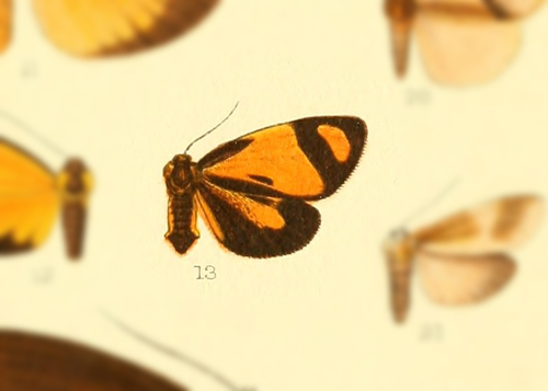 Antona indecisa