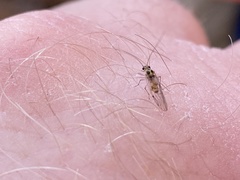 Teliapsocus