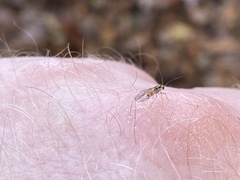 Teliapsocus