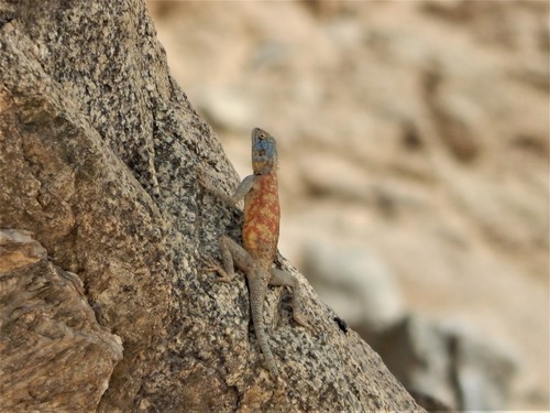 Spiny Agama