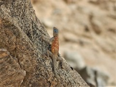 Agama spinosa