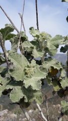 Malacothamnus davidsonii