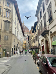 Columba livia domestica