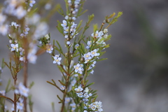 Cyanothamnus ramosus anethifolia