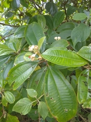 Miconia subhirsuta