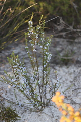 Cyanothamnus ramosus anethifolia