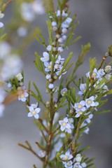 Cyanothamnus ramosus anethifolia
