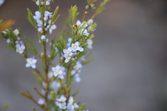 Cyanothamnus ramosus anethifolia