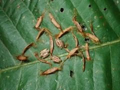 Ovacephala parisae