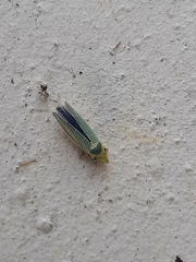 Draeculacephala antica