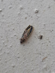 Draeculacephala antica