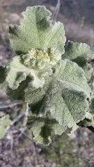 Malacothamnus davidsonii