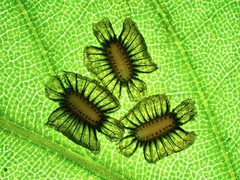 Ovacephala parisae