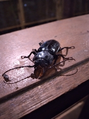 Mallodon spinibarbis