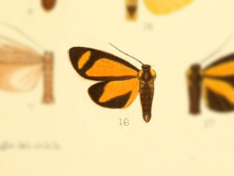 Antona immutata