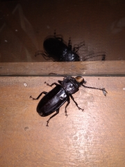 Mallodon spinibarbis