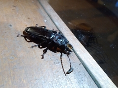 Mallodon spinibarbis