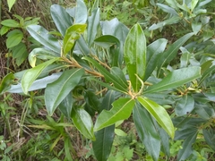 Sideroxylon salicifolium