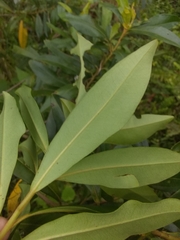 Sideroxylon salicifolium