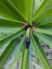 Chrysobothris romeroi