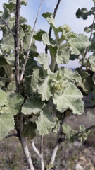 Malacothamnus davidsonii