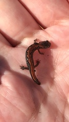 Plethodon dorsalis