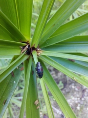 Chrysobothris romeroi