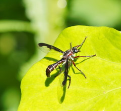 Daptolestes