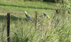 Platycercus adscitus adscitus