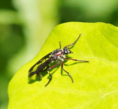 Daptolestes