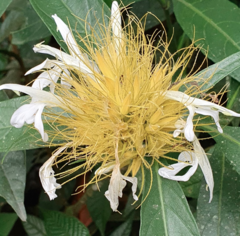 Justicia croceochlamys