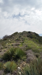 Malacothamnus davidsonii