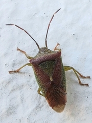 Acanthosoma spinicolle
