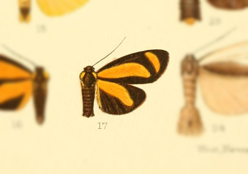 Antona fallax