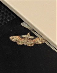 Gymnoscelis derogata