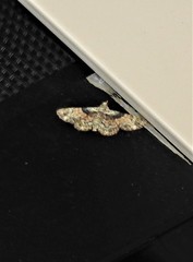 Gymnoscelis derogata