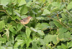 Cisticola exilis exilis