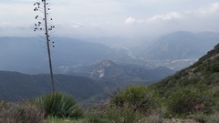 Malacothamnus davidsonii