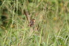Cisticola exilis exilis