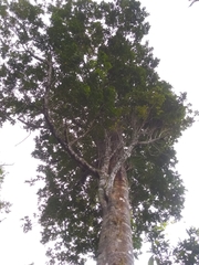Matayba