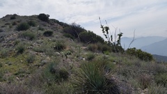 Malacothamnus davidsonii