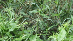 Persicaria pubescens