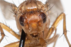 Eccoptomera